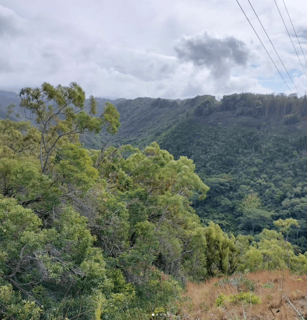 Photo of Waimano Trail in Pearl City Honalulu site of Hawaii dog rescue